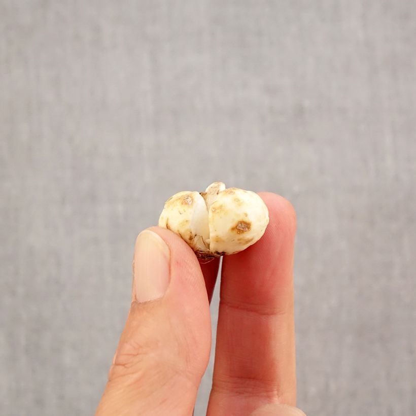 Exemplar von Fritillaria bucharica - Buchara-Fritillarie Zwiebel Kaliber/Größe 6+ wie im Herbst geliefert