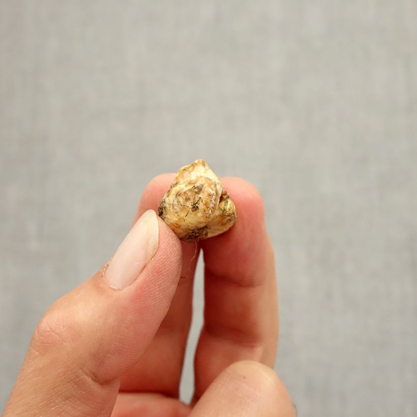 Exemplar von Fritillaria liliacea Zwiebel Kaliber/Größe I wie im Herbst geliefert