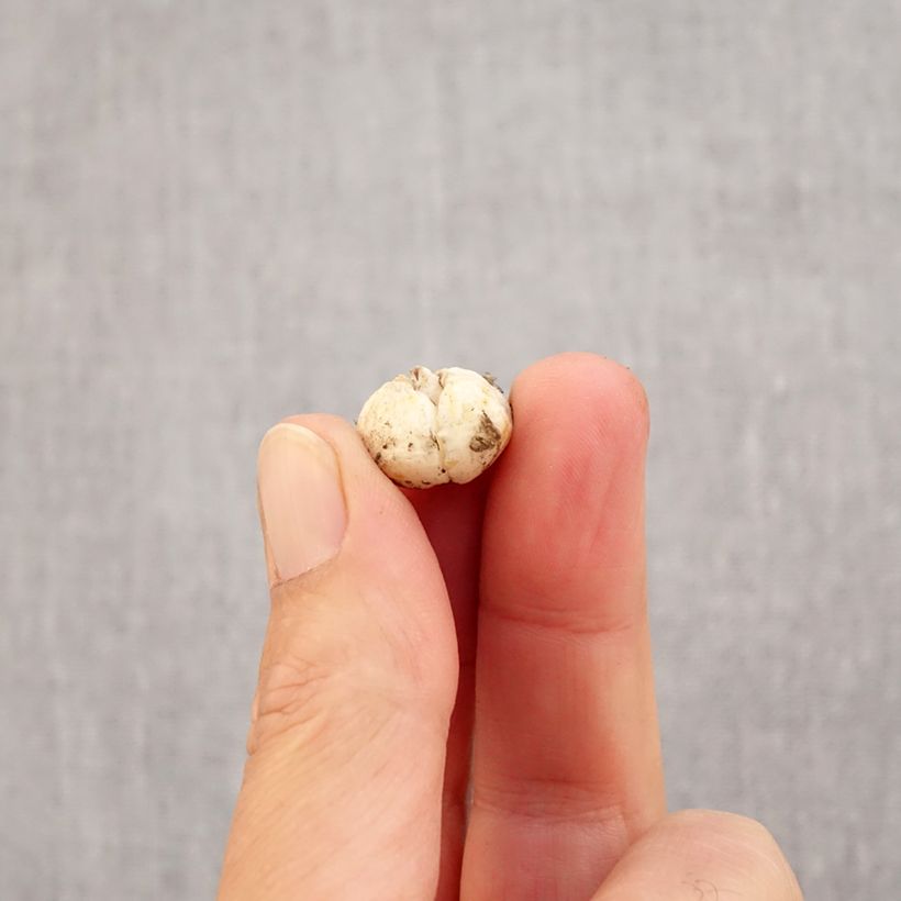 Exemplar von Fritillaria olivieri Zwiebel Kaliber/Größe I wie im Herbst geliefert