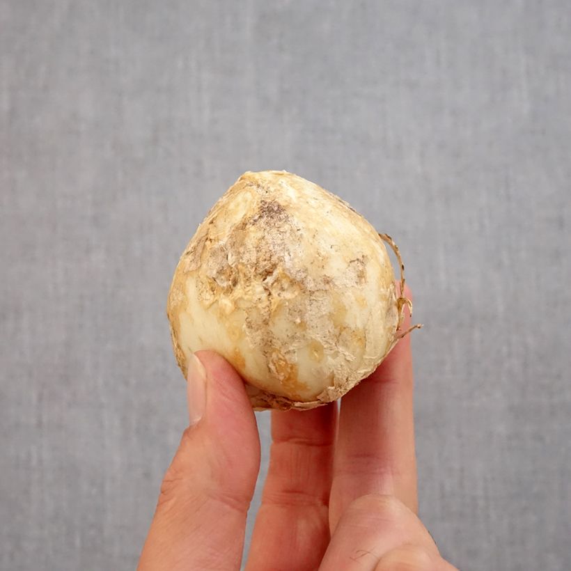 Exemplar von Persische Kaiserkrone Green Dreams - Fritillaria persica Zwiebel Kaliber/Größe 20+ wie im Herbst geliefert