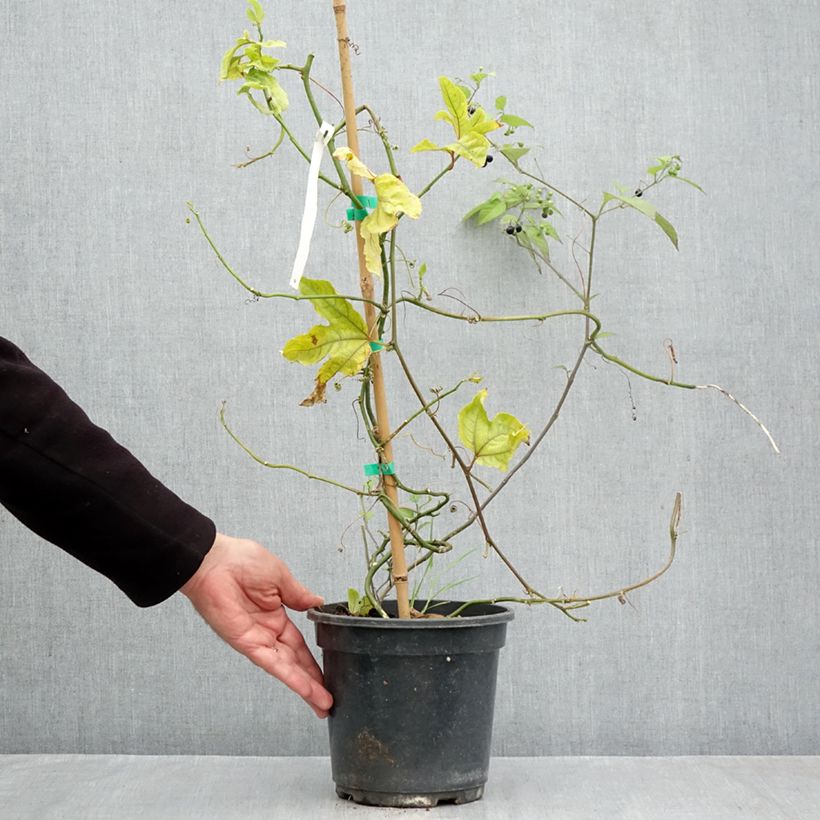 Exemplar von Maracuja - Passiflora edulis Topf mit 3L/4L wie im Herbst geliefert