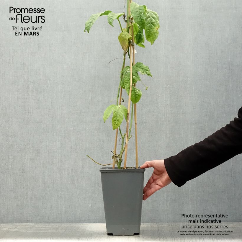 Exemplar von Maracuja - Passiflora edulis Topf mit 3L/4L wie im Frühjahr geliefert