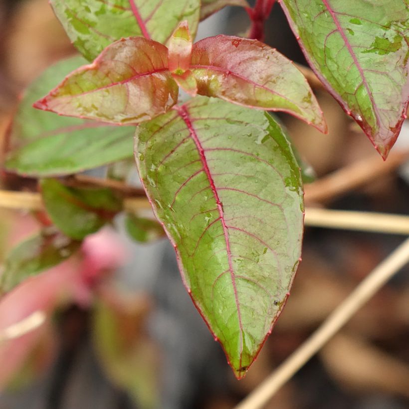 Fuchsia alpestris Grimpant (Laub)