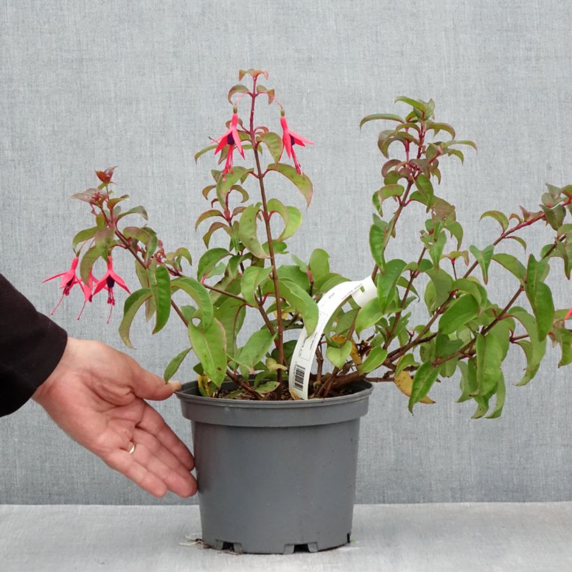 Exemplar von Fuchsia alpestris Grimpant Topf mit 3L/4L wie im Herbst geliefert