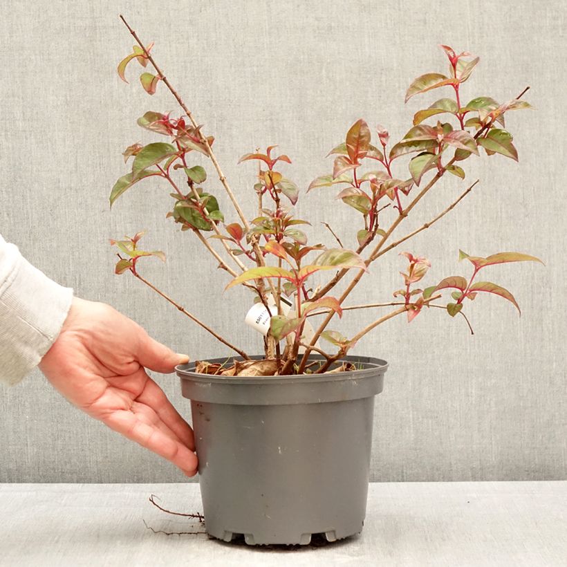 Exemplar von Fuchsia alpestris Grimpant Topf mit 3L/4L wie im Frühjahr geliefert