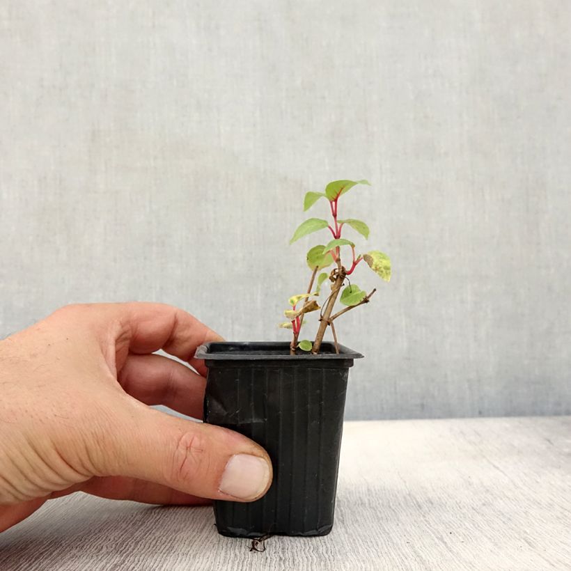Exemplar von Fuchsia Annabel Kleine Töpfe von 8/9 cm wie im Herbst geliefert