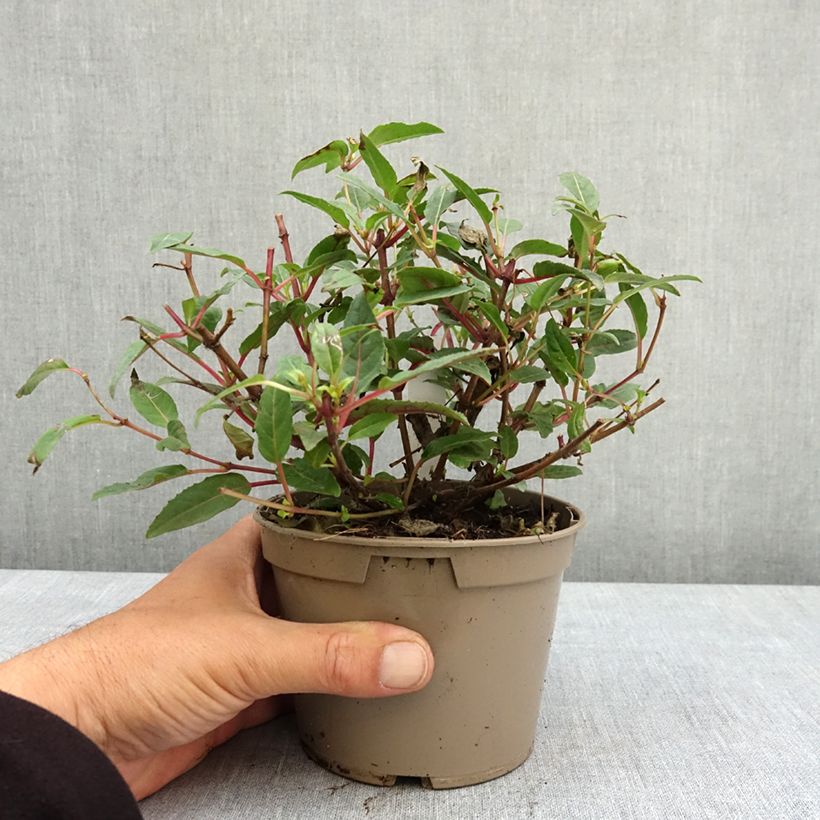 Exemplar von Fuchsia Bella Soila Topf 12 cm / 13 cm wie im Frühjahr geliefert
