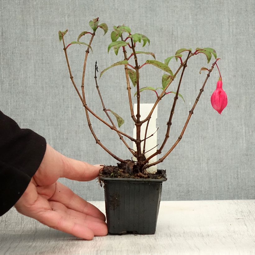 Exemplar von Fuchsia Bernadette Kleine Töpfe von 8/9 cm wie im Herbst geliefert