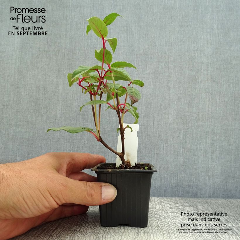 Exemplar von Fuchsia Black Princess Kleine Töpfe von 8/9 cm wie im Herbst geliefert