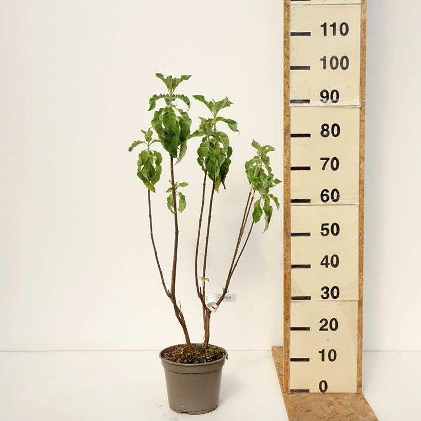 Exemplar von Fuchsia boliviana Alba Topf mit 4L/5L wie im Herbst geliefert