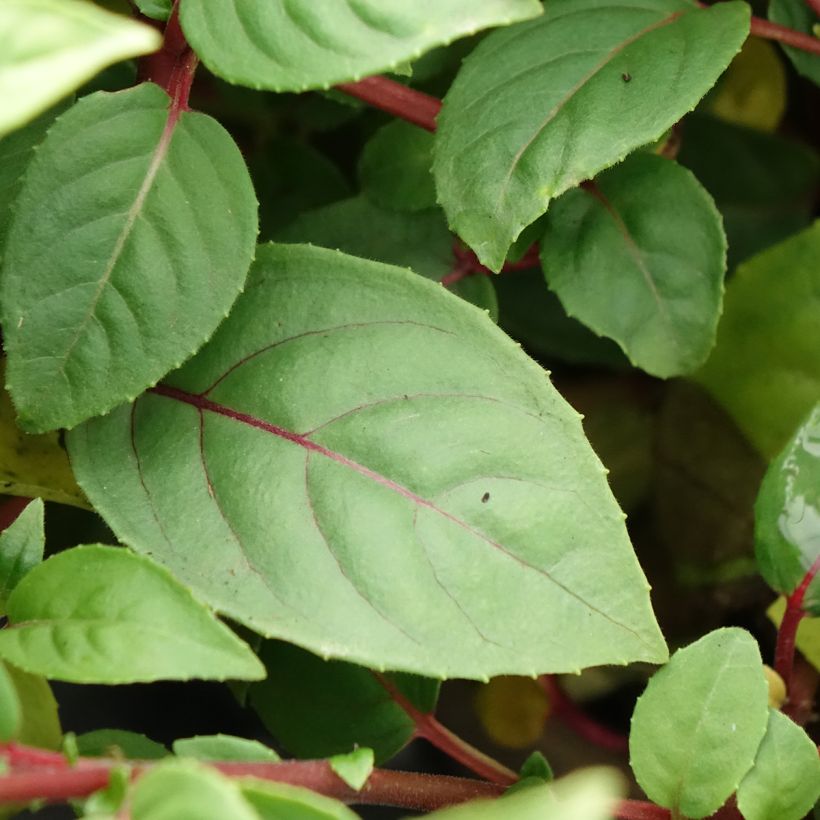Fuchsia Paula Jane (Laub)
