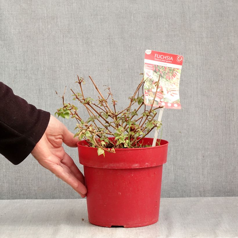 Exemplar von Fuchsia Chilli Red Topf mit 3L/4L wie im Herbst geliefert