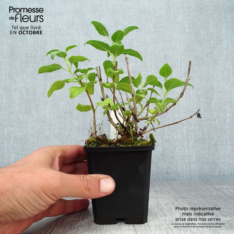 Exemplar von Kapfuchsie Moonraker - Phygelius rectus Kleine Töpfe von 8/9 cm wie im Herbst geliefert