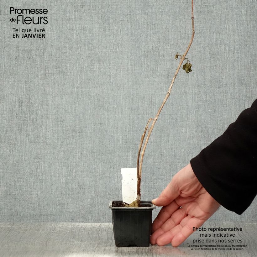 Exemplar von Fuchsia First Success Kleine Töpfe von 8/9 cm wie im Winter geliefert