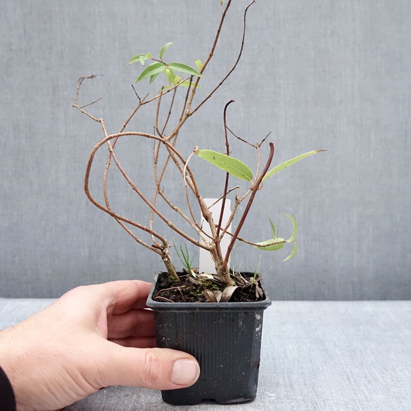 Exemplar von Fuchsia hatschbachii Kleine Töpfe von 8/9 cm wie im Winter geliefert