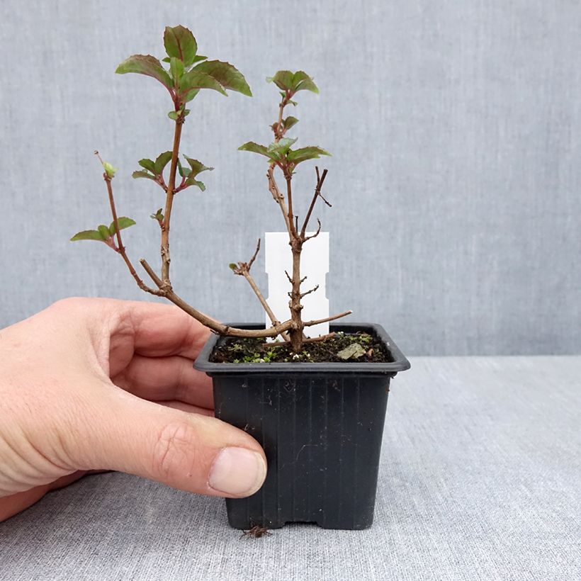 Exemplar von Fuchsia Heidi Ann Kleine Töpfe von 8/9 cm wie im Frühjahr geliefert