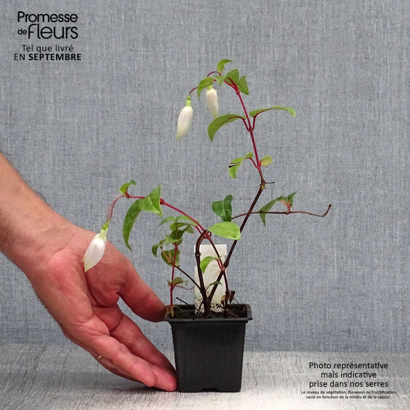 Exemplar von Fuchsia Illusion Kleine Töpfe von 8/9 cm wie im Herbst geliefert