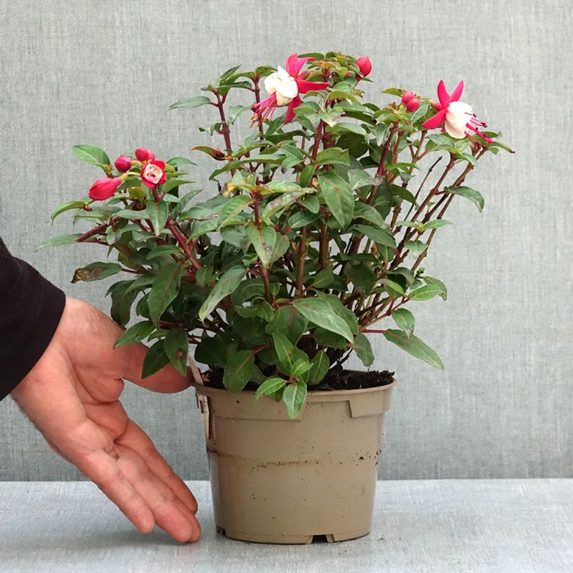 Exemplar von Fuchsia Jollies Madiran Topf 12 cm / 13 cm wie im Frühjahr geliefert