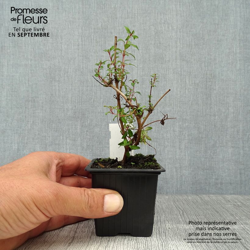 Exemplar von Fuchsia magellanica Arauco - Scharlach-Fuchsie Kleine Töpfe von 8/9 cm wie im Herbst geliefert