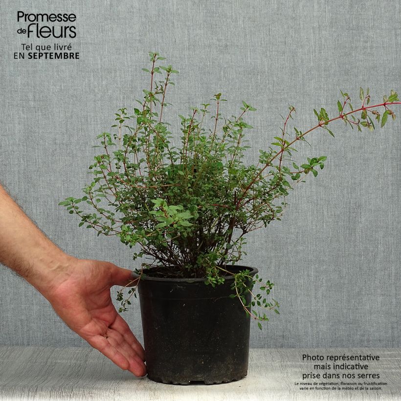 Exemplar von Fuchsia magellanica Arauco - Scharlach-Fuchsie Topf mit 1,5L/2L wie im Herbst geliefert