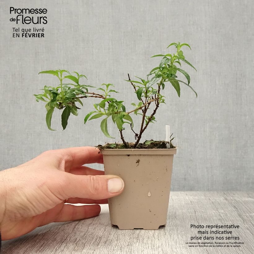 Exemplar von Fuchsia magellanica Hawkshead - Scharlach-Fuchsie Kleine Töpfe von 7/8 cm wie im Winter geliefert