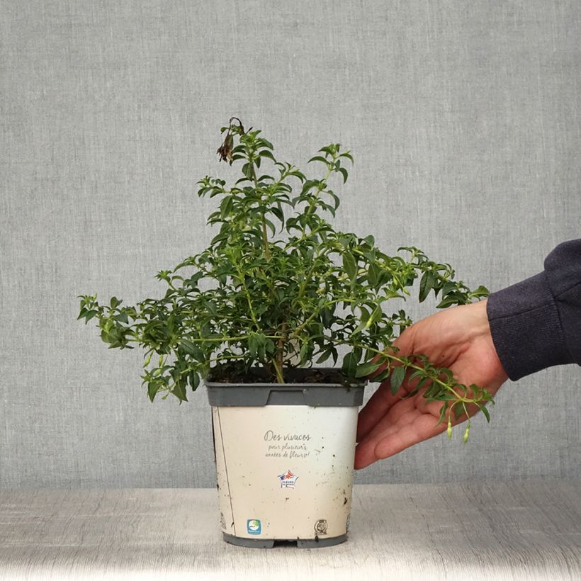 Exemplar von Fuchsia magellanica Hawkshead - Scharlach-Fuchsie Topf mit 2L/3L wie im Frühjahr geliefert