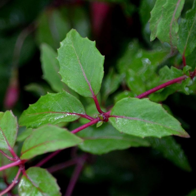 Fuchsia magellanica Riccartonii - Scharlach-Fuchsie (Laub)