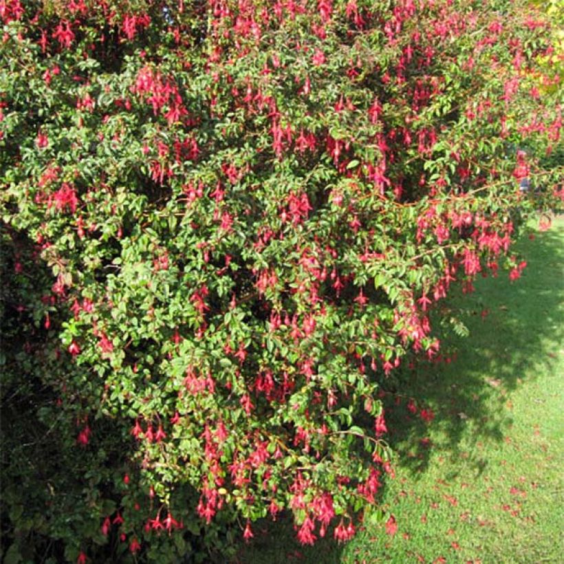 Fuchsia magellanica Riccartonii - Scharlach-Fuchsie (Hafen)