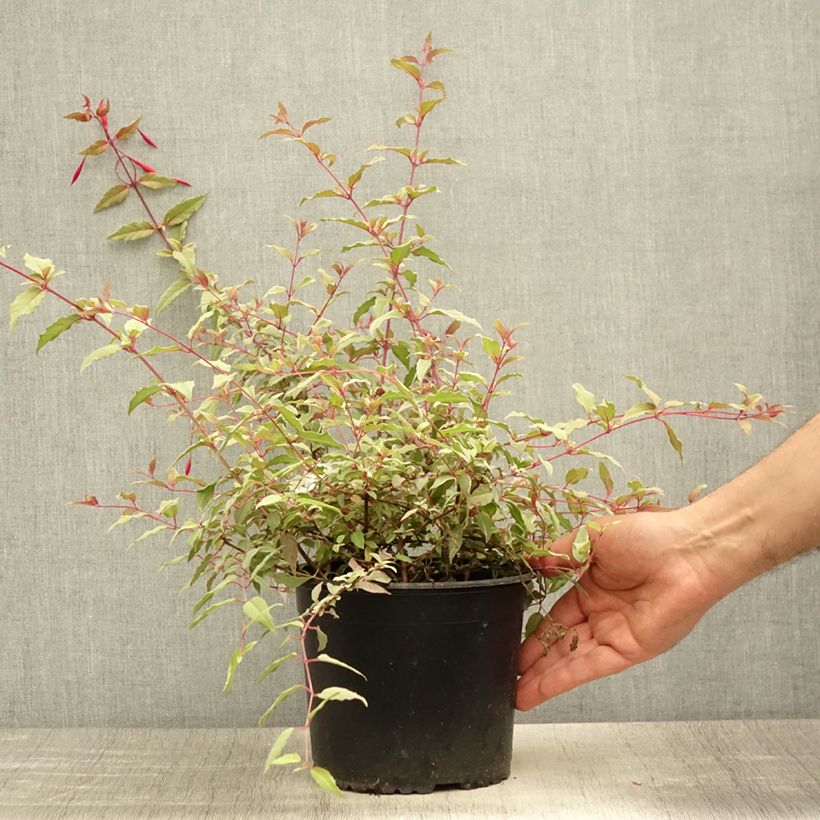 Exemplar von Fuchsia magellanica Tricolorii - Scharlach-Fuchsie Topf mit 2L/3L wie im Sommer geliefert