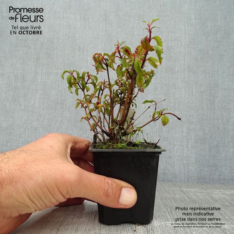 Exemplar von Fuchsia magellanica var. gracilis - Scharlach-Fuchsie Kleine Töpfe von 8/9 cm wie im Herbst geliefert