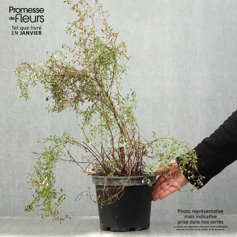 Exemplar von Fuchsia microphylla subsp. microphylla Topf mit 4L/5L wie im Winter geliefert