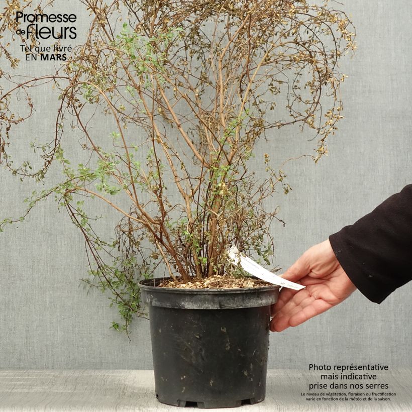 Exemplar von Fuchsia microphylla subsp. microphylla Topf mit 4L/5L wie im Frühjahr geliefert