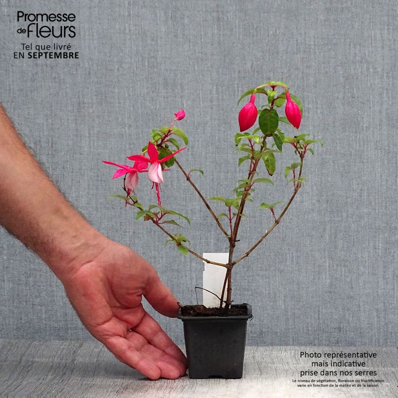 Exemplar von Fuchsia R.A.F Kleine Töpfe von 8/9 cm wie im Herbst geliefert