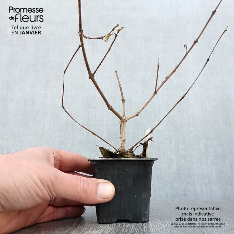 Exemplar von Fuchsia R.A.F Kleine Töpfe von 8/9 cm wie im Winter geliefert