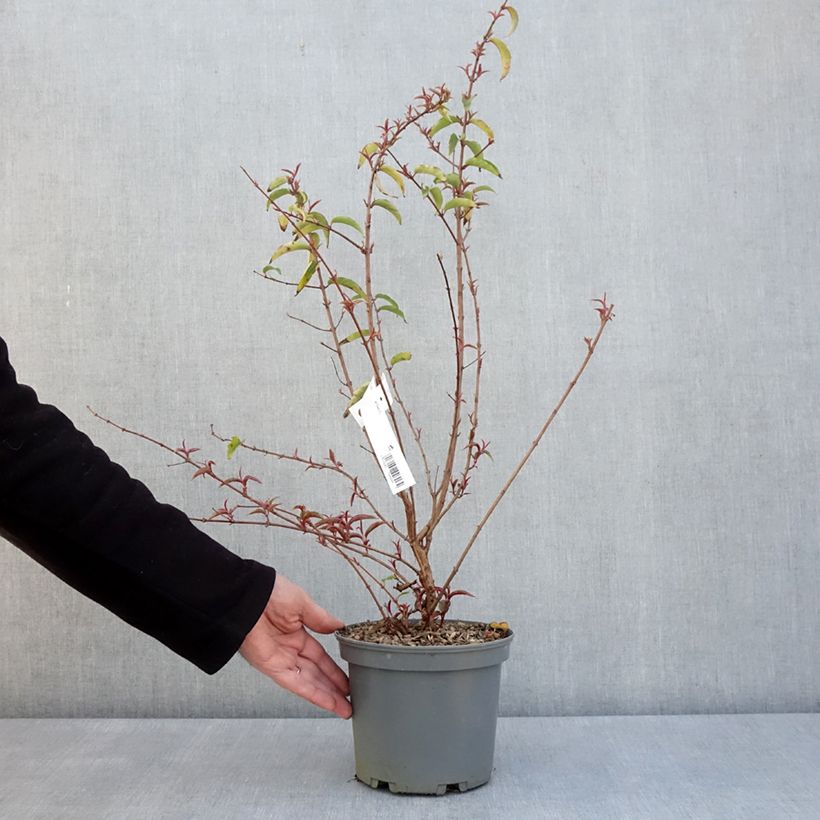 Exemplar von Fuchsia regia Regal Topf mit 3L/4L wie im Frühjahr geliefert