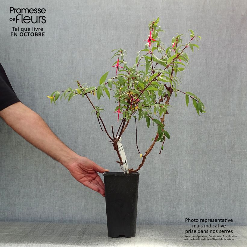 Exemplar von Fuchsia regia Reitzii Topf mit 2L/3L wie im Herbst geliefert