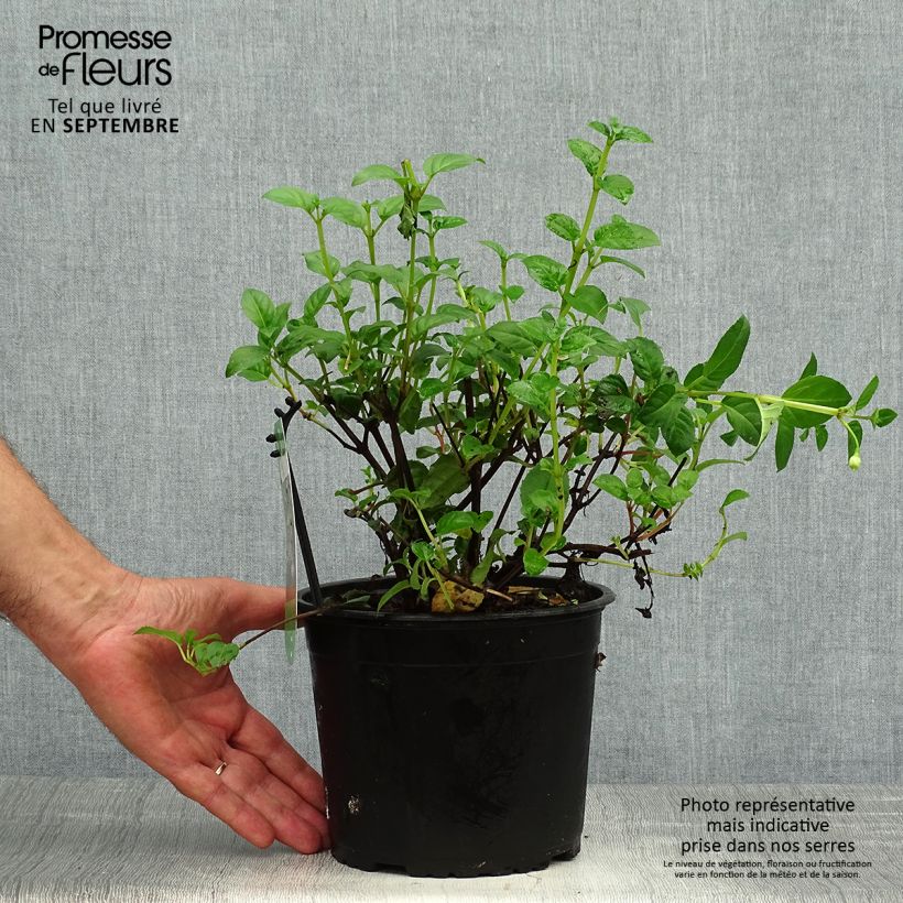 Exemplar von Fuchsia Constance Topf mit 2L/3L wie im Herbst geliefert