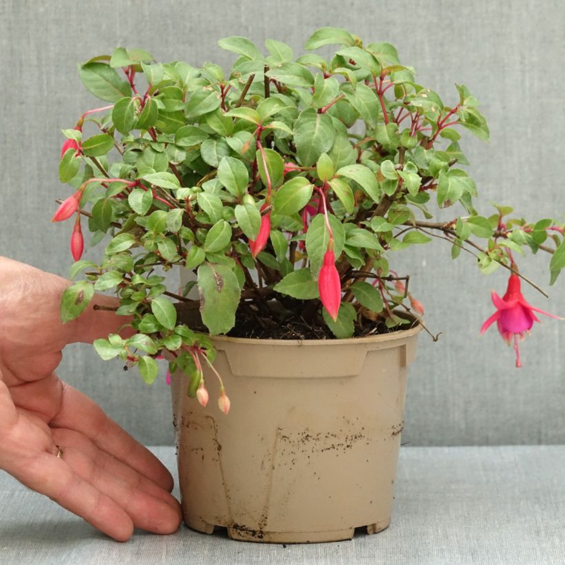 Exemplar von Fuchsia Display Topf 12 cm / 13 cm wie im Sommer geliefert