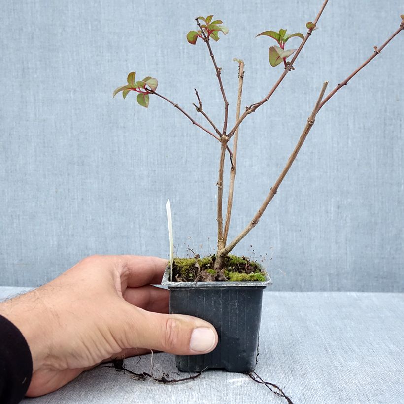 Exemplar von Fuchsia Douce France Kleine Töpfe von 8/9 cm wie im Herbst geliefert