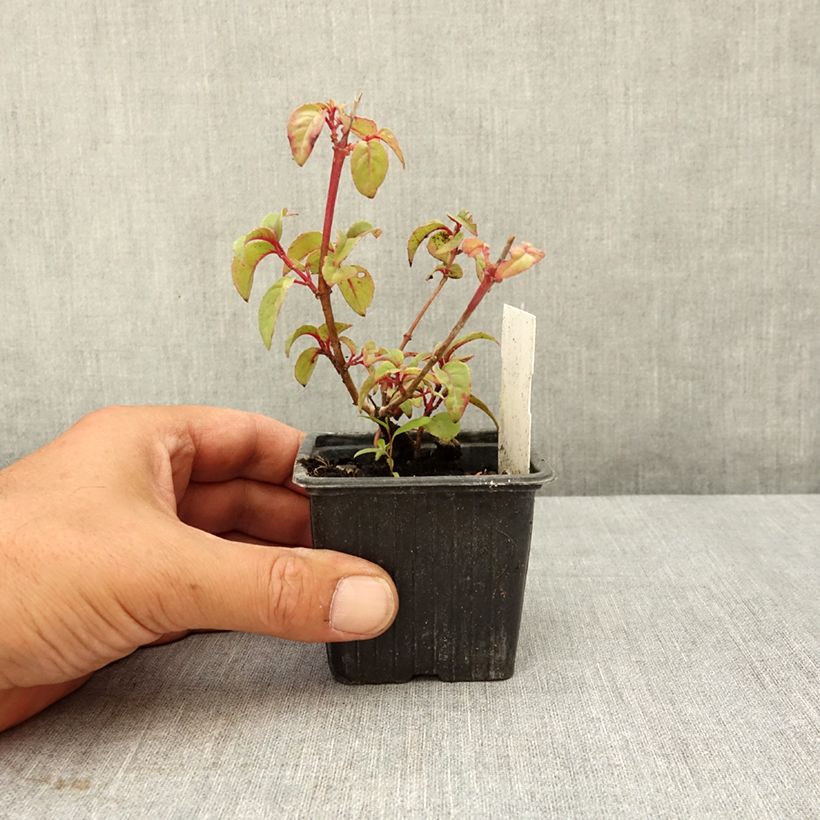 Exemplar von Fuchsia Douce France Kleine Töpfe von 8/9 cm wie im Sommer geliefert