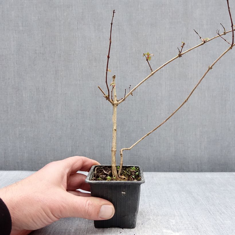 Exemplar von Fuchsia Douce France Kleine Töpfe von 8/9 cm wie im Winter geliefert