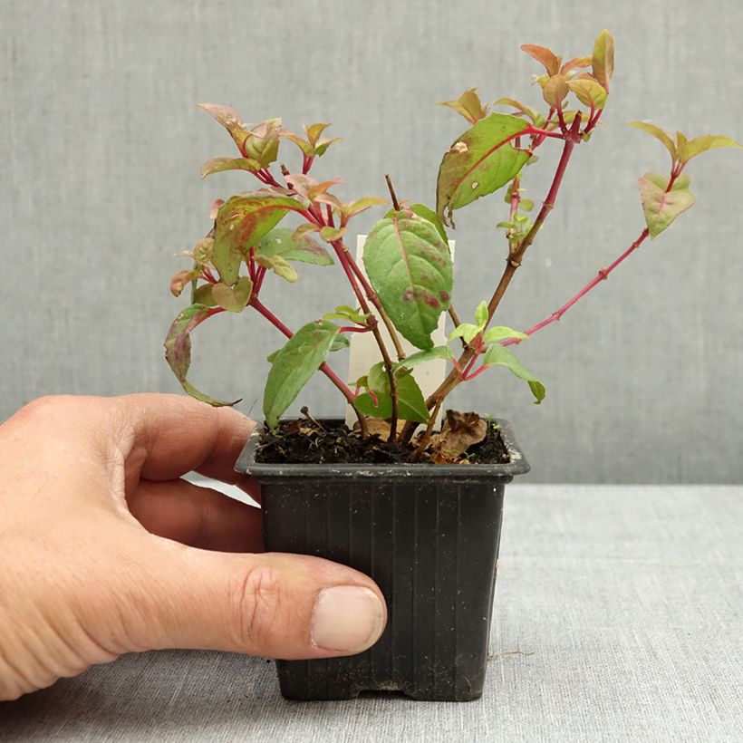 Exemplar von Fuchsia Douce France Kleine Töpfe von 8/9 cm wie im Frühjahr geliefert