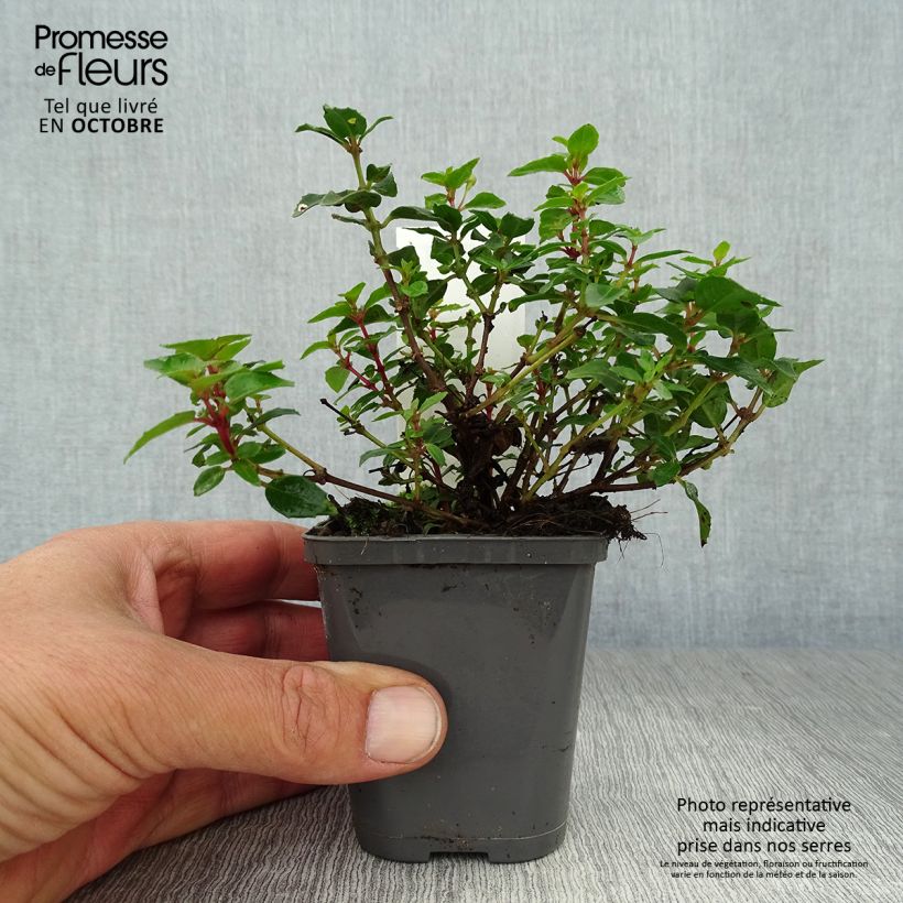 Exemplar von Fuchsia Lady Thumb Kleine Töpfe von 8/9 cm wie im Herbst geliefert
