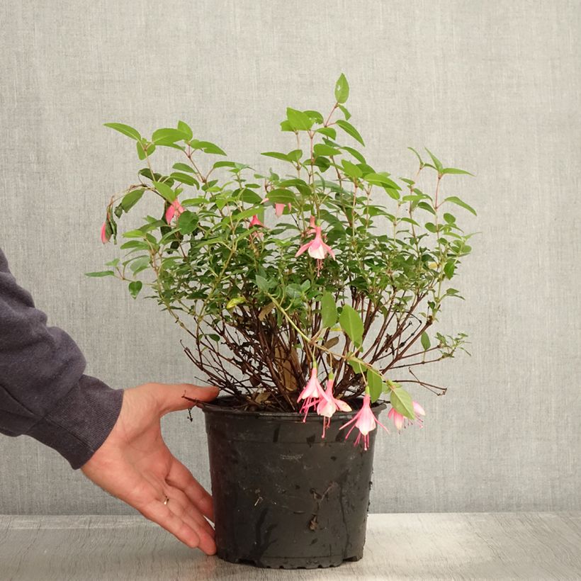 Exemplar von Fuchsia Lady Thumb Topf mit 2L/3L wie im Herbst geliefert