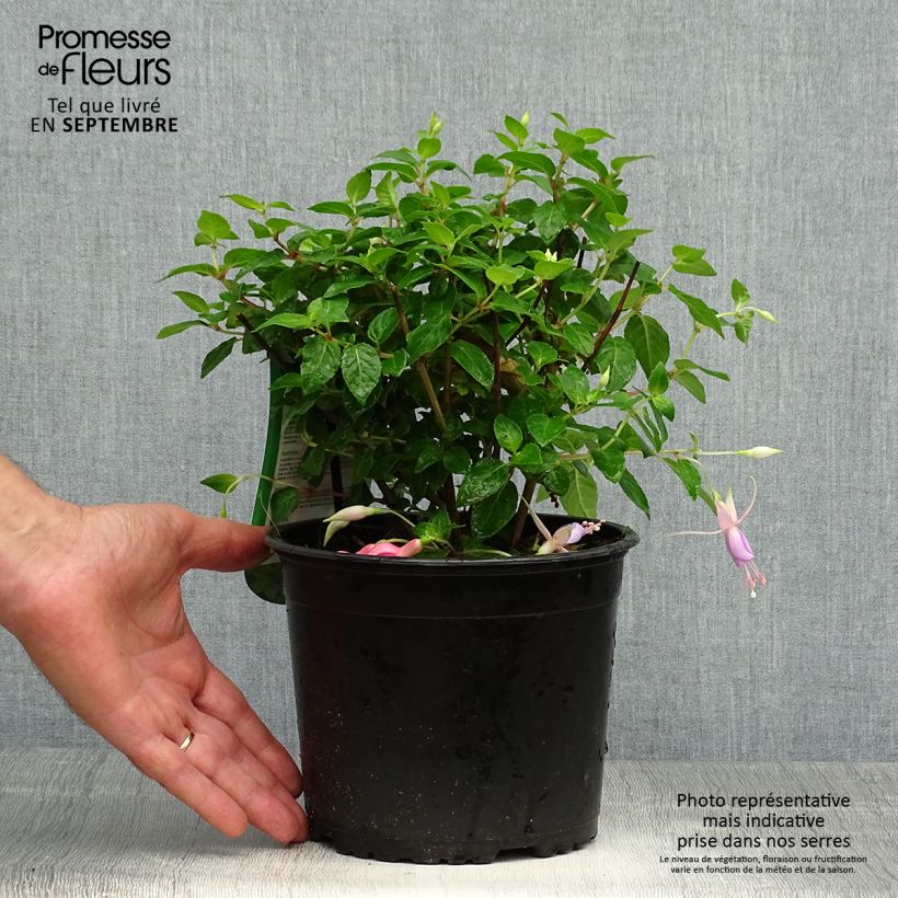 Exemplar von Fuchsia Margaret Topf mit 2L/3L wie im Herbst geliefert