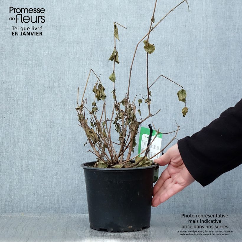 Exemplar von Fuchsia Margaret Topf mit 2L/3L wie im Winter geliefert