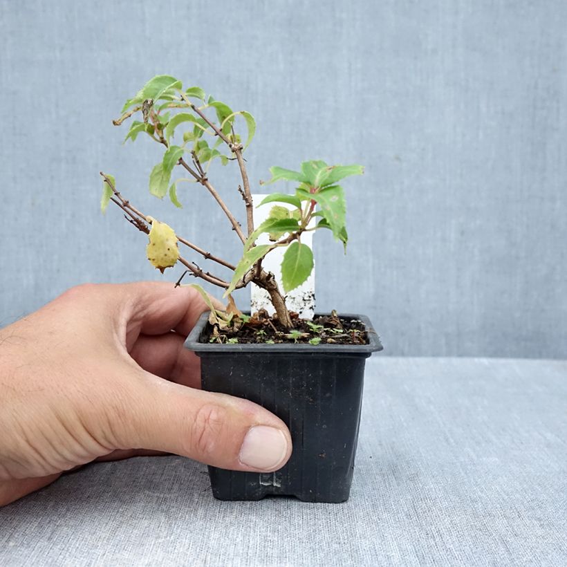 Exemplar von Fuchsia Margaret Thatcher Kleine Töpfe von 8/9 cm wie im Herbst geliefert