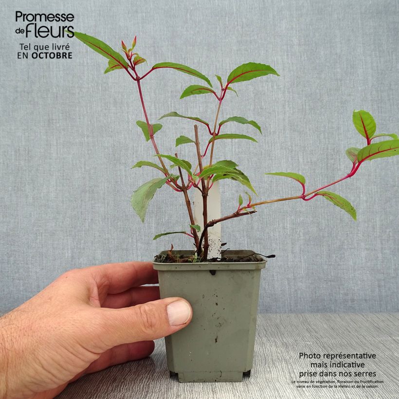 Exemplar von Fuchsia Mme Cornelissen Kleine Töpfe von 7/8 cm wie im Herbst geliefert