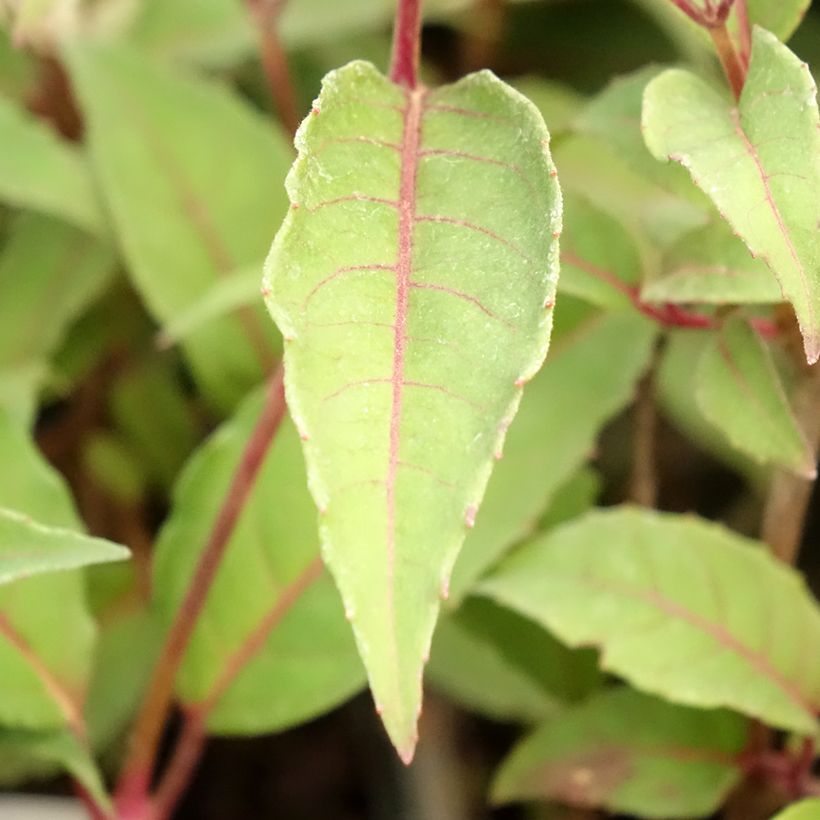Fuchsia Mme Cornelissen (Laub)
