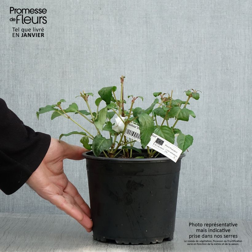 Exemplar von Fuchsia Shrimp Cocktail Topf mit 2L/3L wie im Winter geliefert